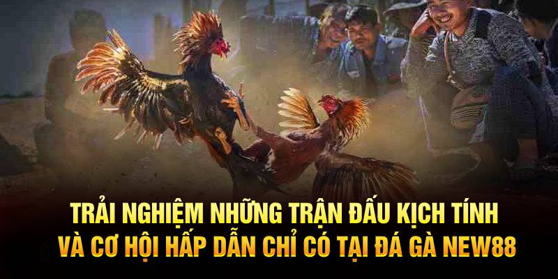 Trải nghiệm những trận đấu kịch tính và cơ hội hấp dẫn chỉ có tại Đá Gà New88